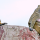 Illustration for article titled Here’s What Baboons Can Teach Us About Social Media